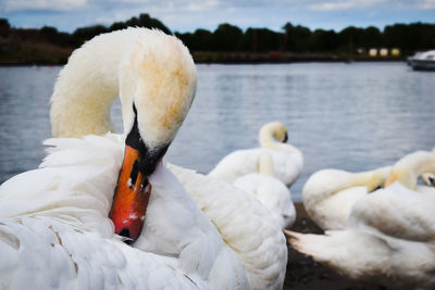 Swan floating on lake