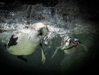 Ducks swimming in sea