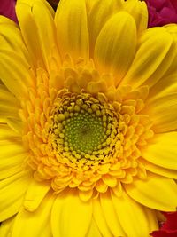 Macro shot of yellow flower head