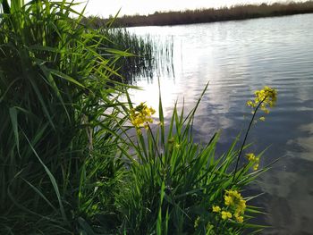 Scenic view of lake