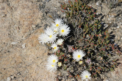 High angle view of white flowering plants on field