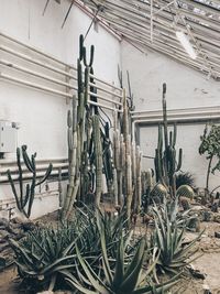 Cactuses growing in the greenhouse muted colors