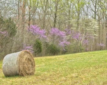 Trees on grassy field