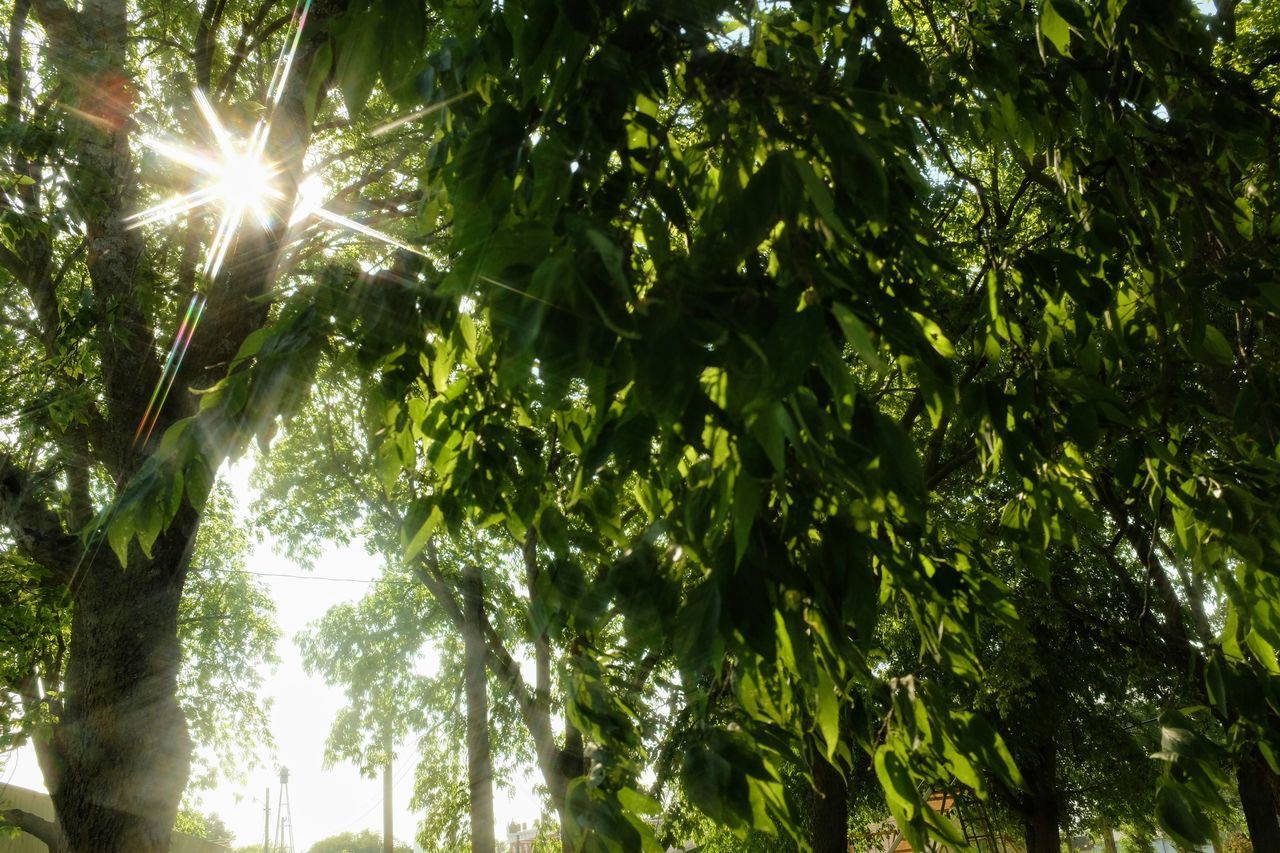 SUNLIGHT STREAMING THROUGH TREES