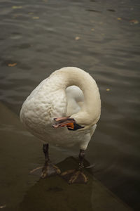 Close-up of swan in lake