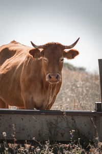 Portrait of a cow on field