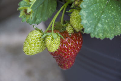 Close-up of fruits on plant