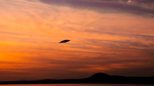 Silhouette bird flying against orange sky