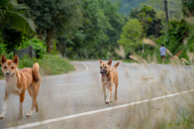 Dog running on field