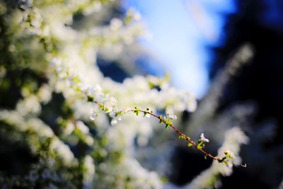 Close-up of flowers on branch