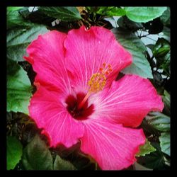 Close-up of pink flowers