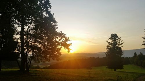 Trees on field against sky during sunset