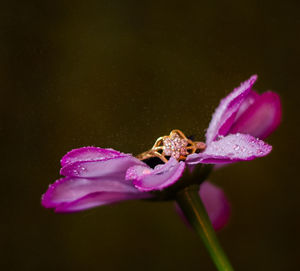 Close-up of honey bee pollinating on pink flower