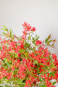 Close-up of flowers blooming outdoors