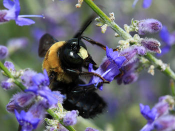 Close-up of bee pollinating on purple flower