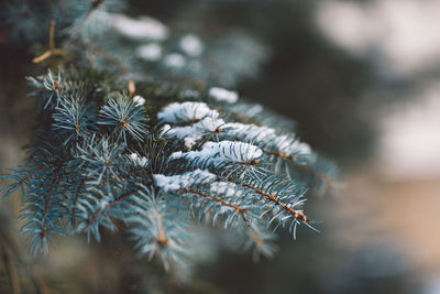 Close-up of pine tree during winter