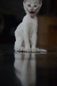 Portrait of white cat sitting on floor