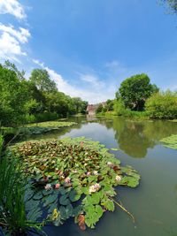 Water lily in lake against sky