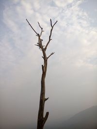 Low angle view of bare tree against sky