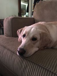 Close-up portrait of dog relaxing on sofa at home