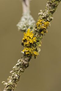 Close-up of lichens growing on stem