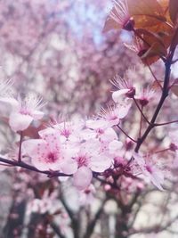 Close-up of cherry blossom