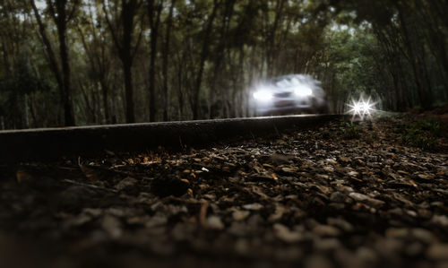 Surface level of railroad track amidst trees in forest