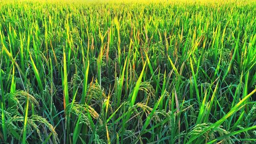 Full frame shot of wheat field