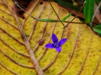 Close-up of flower growing on plant