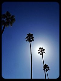 Low angle view of palm trees against blue sky