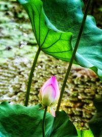 Close-up of pink flowers