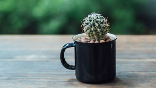 Close-up of cactus plant on table