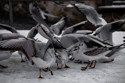 Flock of birds in snow
