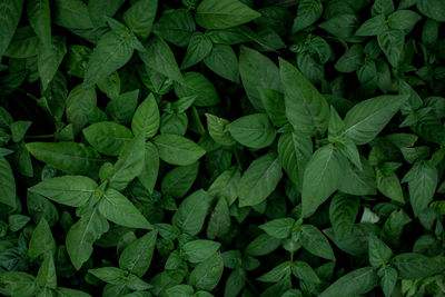 Full frame shot of green leaves