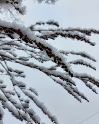 Close-up of snow covered plants against sky