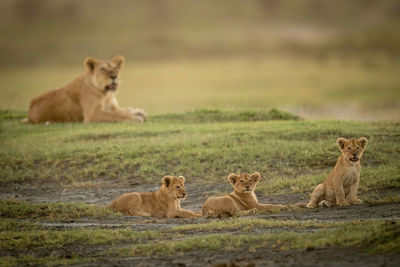 Big cat and cubs on grass