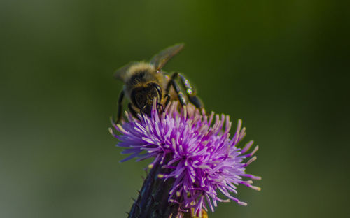 Close-up of bee pollinating on purple flower