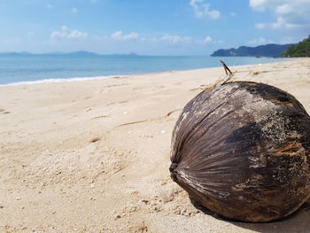 Close-up of shell on beach against sky
