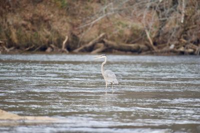 Bird in lake