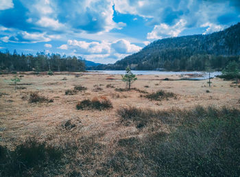 Scenic view of field against sky