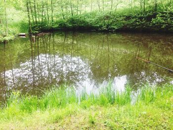 Reflection of trees in lake