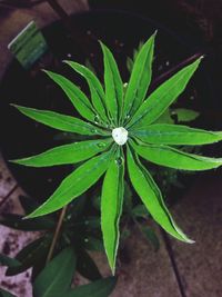 Close-up of flowers