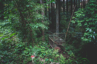 Trees in forest