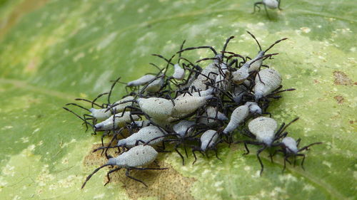 High angle view of insect on plant