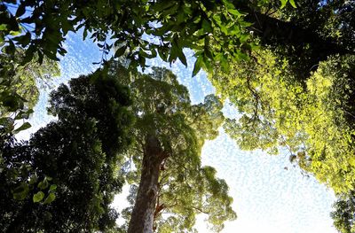 Low angle view of trees in forest