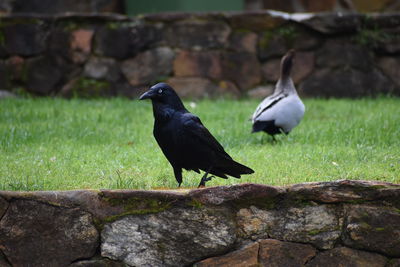 Close-up of bird perching on rock