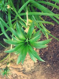 High angle view of green leaves