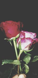 Close-up of wilted rose against black background