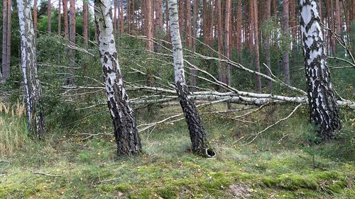 Trees in forest