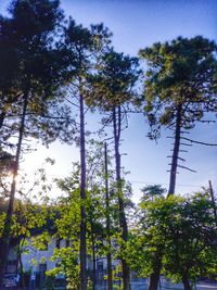 Low angle view of trees in forest against sky